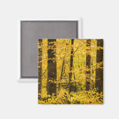 Aimant Forêt nationale de Fall Pisgah (Recto/Verso)