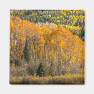 Aimant Forêt nationale de Gunnison
