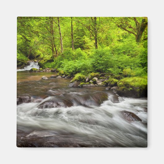 Aimant Forêt nationale de Siuslaw, ruisseau Sweet, Oregon (Devant)