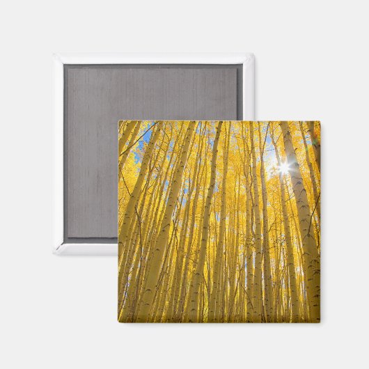 Aimant Forêt nationale de White River (Recto/Verso)