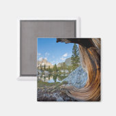 Aimant Forêt nationale d'Inyo, Californie (Recto/Verso)