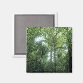 Aimant Forêt nuageuse de Monteverde, Costa Rica. (Recto/Verso)