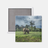 Aimant Forêt | Parc national de Kao Sok (Recto/Verso)
