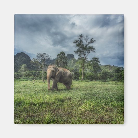 Aimant Forêt | Parc national de Kao Sok (Devant)