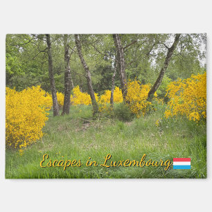 Aimant Forêt printanière au Luxembourg voyage