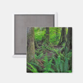 Aimant Forêt Scénique Verte Luxuriante (Recto/Verso)