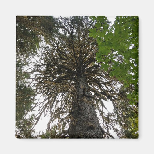 Aimant forêt tropicale humide (Devant)