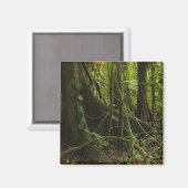 Aimant Forêt tropicale, rivière Mapari Nord Rupununi, (Recto/Verso)