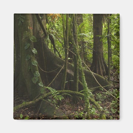 Aimant Forêt tropicale, rivière Mapari Nord Rupununi, (Devant)