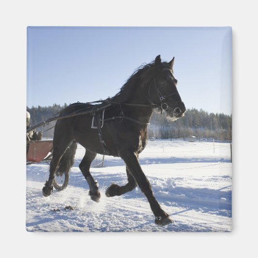 Aimant Formation des chevaux dans un paysage hivernal, (Devant)