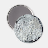 Aimant Fossiles de Geer Road (Recto/Verso)