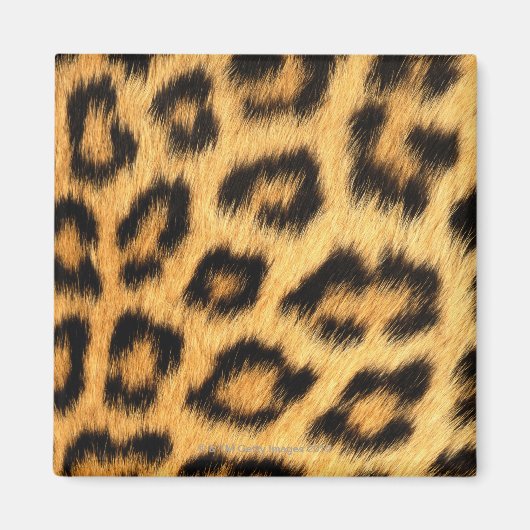 Aimant Fourrure Jaguar (Devant)