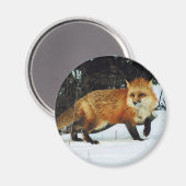 Aimant Fox (Recto/Verso)