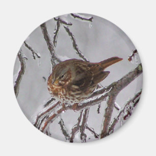 Aimant Fox Sparrow