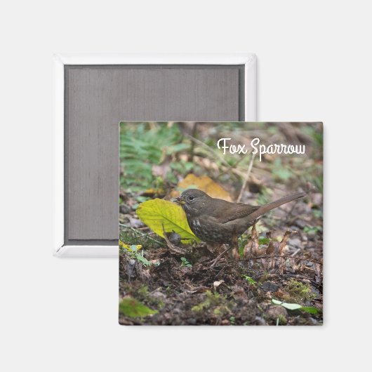 Aimant Fox Sparrow (Recto/Verso)