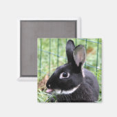 Aimant Framboise Bunny (Recto/Verso)