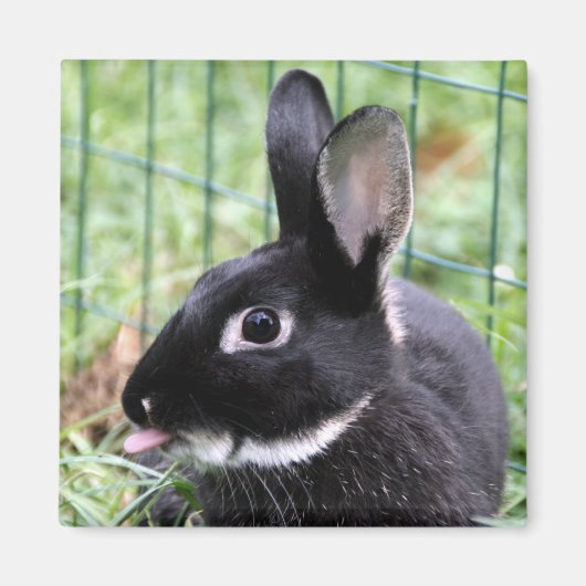 Aimant Framboise Bunny (Devant)