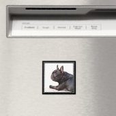 Aimant français Bulldog (In Situ (Lave-vaisselle))