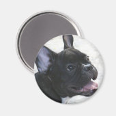 Aimant français Bulldog (Recto/Verso)