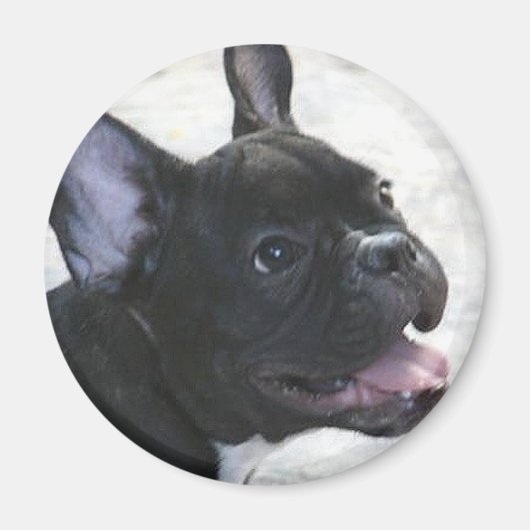 Aimant français Bulldog (Devant)