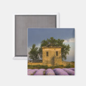 Aimant France, Provence. Champ de lavande et (Recto/Verso)