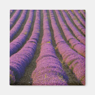 Aimant France, région Provence. Rangées ordonnées de