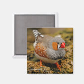 Aimant Frappe de zèbre masculin sur les rochers (Recto/Verso)