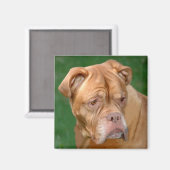 Aimant French Mastiff (Recto/Verso)