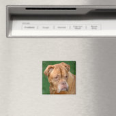 Aimant French Mastiff (In Situ (Lave-vaisselle))