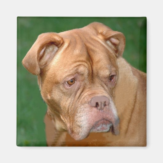 Aimant French Mastiff (Devant)
