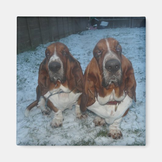 Aimant Frères Basset Hound aimantés (Devant)