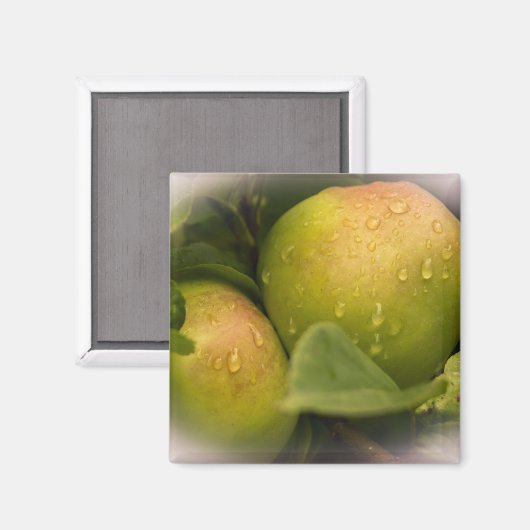 Aimant Fresh Green Apples with Misty Border (Recto/Verso)