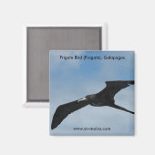Aimant Frigate Bird (Fragata), îles Galapagos 3 (Recto/Verso)