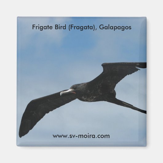 Aimant Frigate Bird (Fragata), îles Galapagos 3 (Devant)