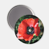 Aimant frigidaire de Poppy (Recto/Verso)