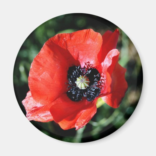Aimant frigidaire de Poppy (Devant)