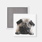 Aimant frigo Carré de Carlins SweetPea (Recto/Verso)