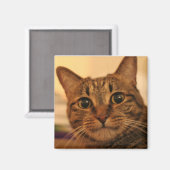 Aimant frigo chat tabby mignon (Recto/Verso)