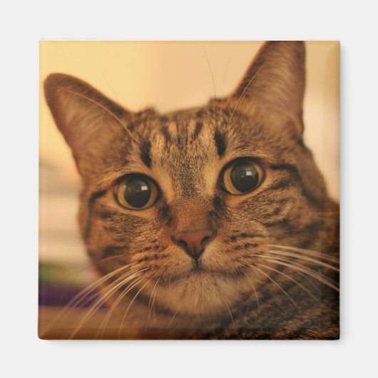 Aimant frigo chat tabby mignon (Devant)