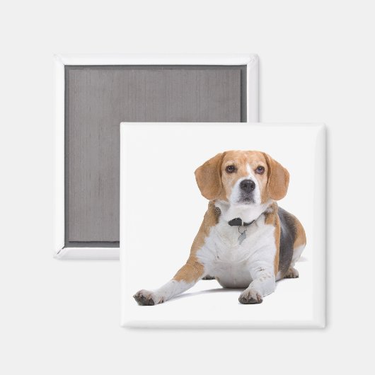 Aimant frigo Chien Chien beagle (Recto/Verso)
