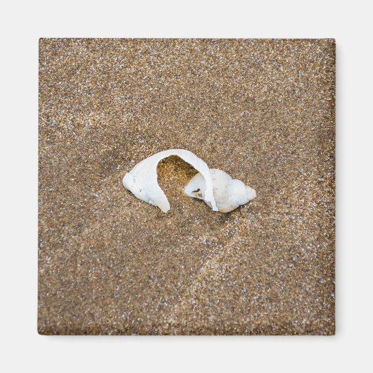Aimant frigo coquillage cassé (Devant)