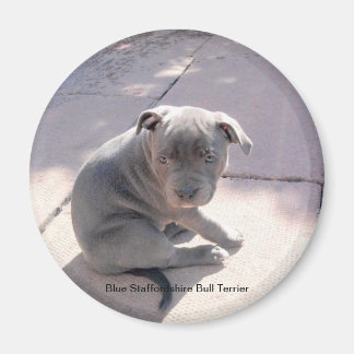 Aimant frigo de Blue Staffordshire Bull Terrier