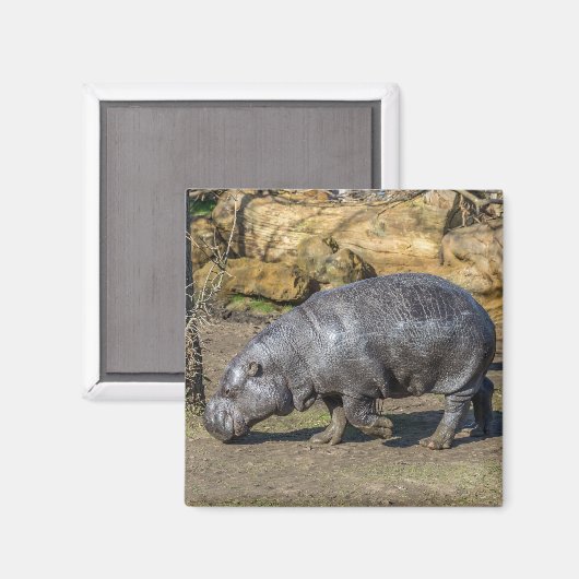 Aimant frigo Pygmy Hippo (Recto/Verso)