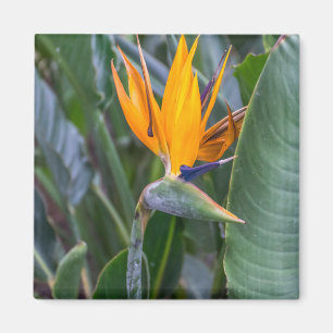 Aimant frigo vue fleur Oiseau du Paradis