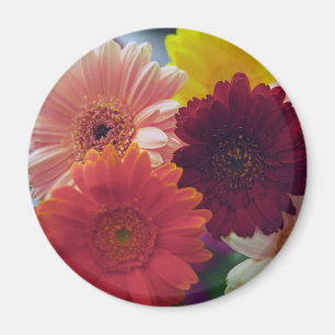 Aimant frigorifique coloré Gerbera Daisy