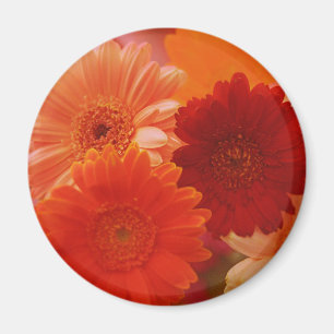 Aimant frigorifique orange Gerbera Daisy