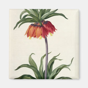 Aimant Fritillaria Imperialis de, "Les Lilacees", 1802-