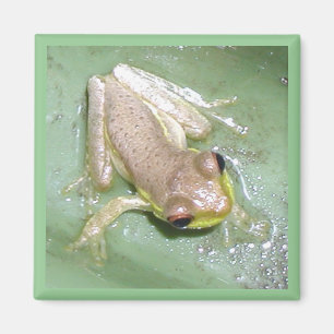 Aimant Froglet