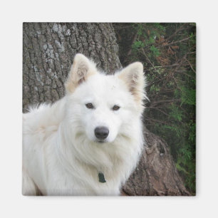 Aimant Frosté