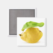 Aimant Fruit de coing (Recto/Verso)